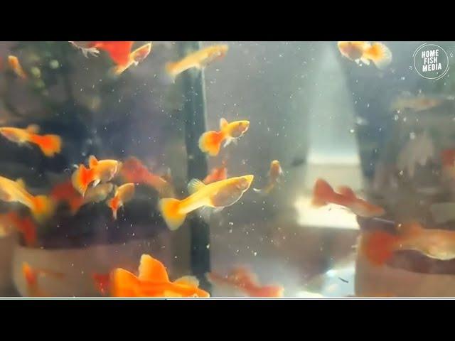 Ultimate Aquarium Setup: Betta Fish, Goldfish, and Koi Care Tips #154