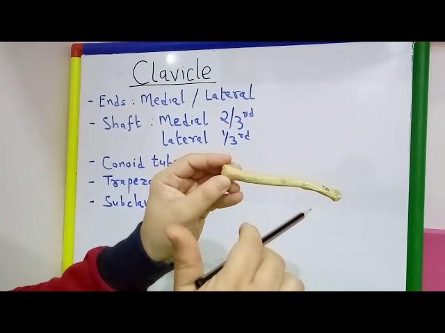 CLAVICLE GENERAL FEATURES AND ATTACHMENTS BY DR MITESH DAVE