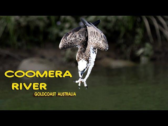 Osprey diving for fish. Coomera River Gold coast Australia