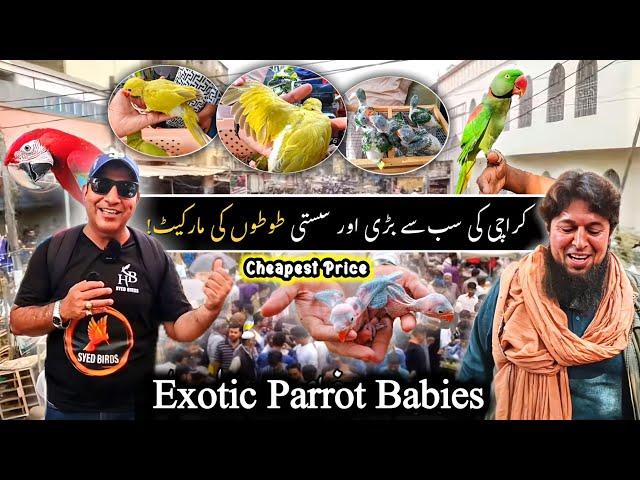 Lalukhet Bird's Market 2025 Latest Update Cheapest Exotic Parrot & Biggest Urdu/Hindi@SYEDBIRDS