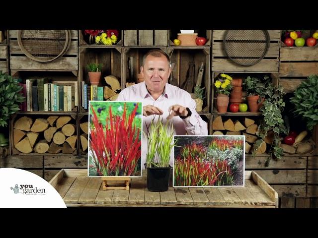 Imperata 'Red Baron'   Blood Grass