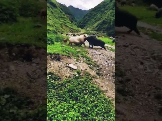 pig sow vs wild boar