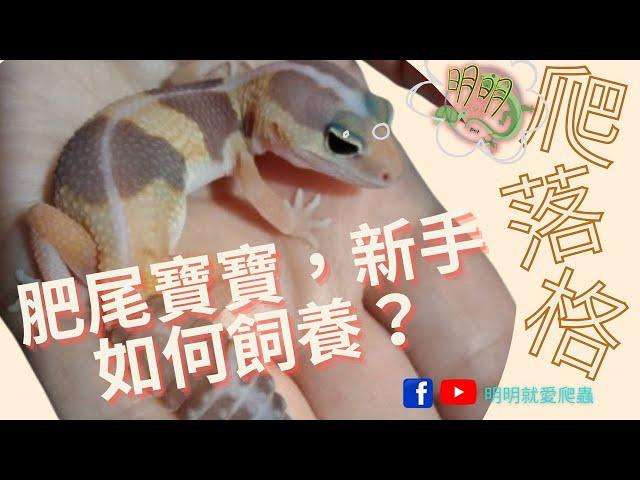 肥尾守宮幼體新手飼養介紹｜爬落格[明明就愛爬蟲] #肥尾守宮 #兩棲爬蟲 #肥尾守宮幼體飼養