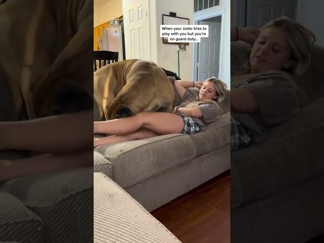 My vicious GIANT doggo brutally squashes my Daughter #puppy #shorts #funnydogs