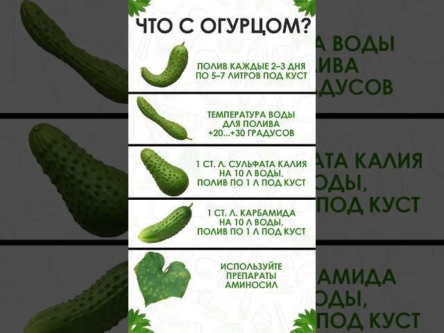 БЫСТРЫЙ способ проверить, что НЕ ТАК с огурцами! #огурцы #садоводство #огород
