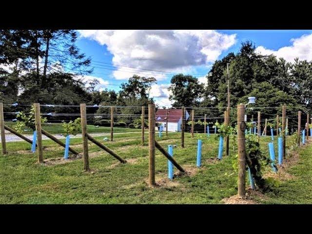 Starting a Backyard Vineyard