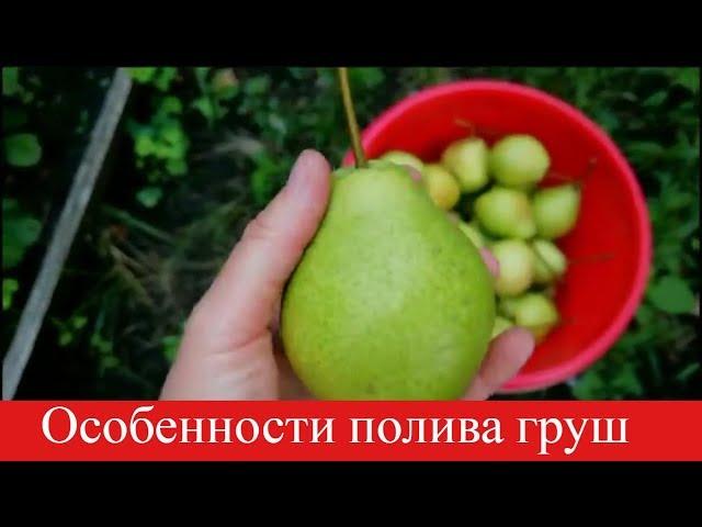 Как часто поливать грушу /САЖЕНЦЫ И ВЗРОСЛЫЕ ДЕРЕВЬЯ