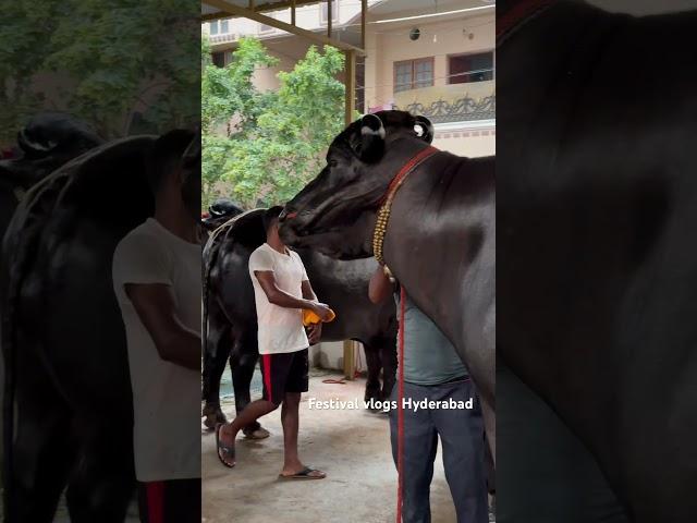 Laddu Yadav Introduced Bahubali Bull | Chappal Bazar Laddu Yadav Sadar 2024 #ladduyadavsadar #shorts