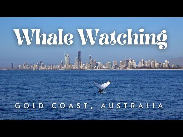 Whale Watching on a Yacht in Gold Coast, Australia  