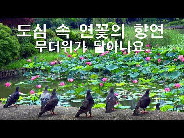 도심 속 연꽃의 향연 - 무더위가 달아나요 -  구영웅 사진 - 전남대학교 - 음악:모차르트 세레나데 - 연꽃향으로 7월의 도심을 적시다.