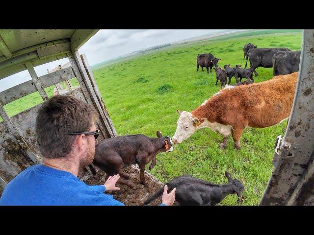 Cows and Calves head to Green Grass!