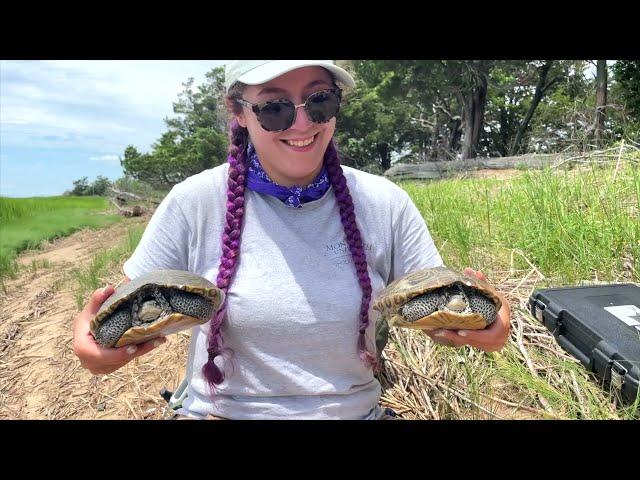 Diamondback Terrapin Nesting: Summer Research at Sandy Hook Gateway National Recreation Area