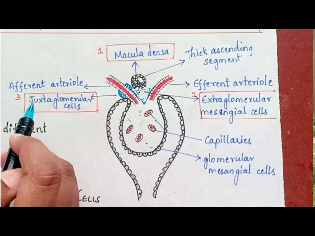 What is JGA? / Juxtaglomerular apparatus / Renal physiology