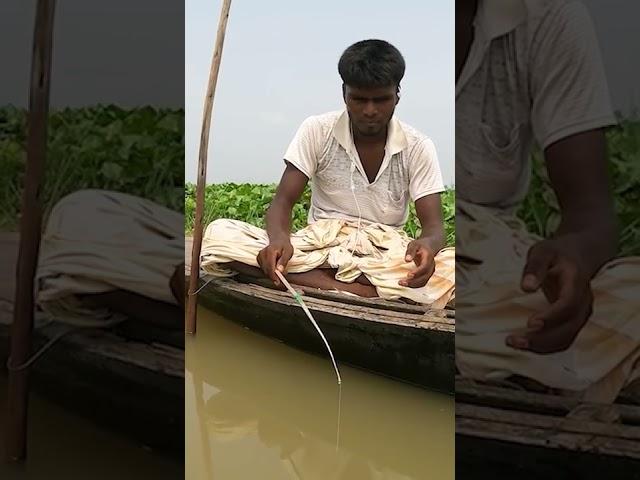 টেংরা মাছ ধরার ম্যাজিক টোপ | Tengra fishing tope#shorts