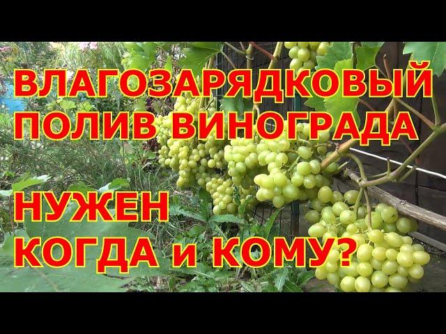 ВЛАГОЗАРЯДНЫЙ ПОЛИВ винограда. КОГДА и ГДЕ НУЖЕН?