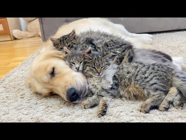 Amazing Love Between Golden Retriever and Cute Kittens [Cuteness Overload]