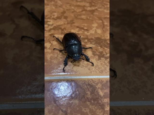 Hissing Dung Beetle 🪲#nature #beetle #wildlife #bugs #creepy #catch #cute #insects #cool