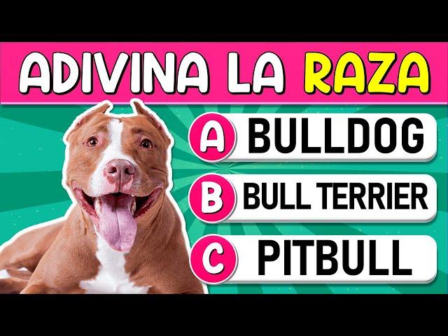 Adivina la "RAZA DE PERROS" | ¿Cuántss "RAZAS DE PERROS" Reconoces? Test/Trivial/Quiz