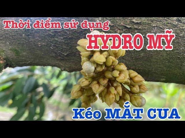 Thời điểm sử dụng HYDRO MỸ can XANH kéo MẮT CUA SẦU RIÊNG