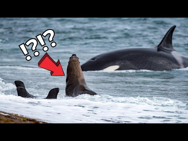 Orcas hunt with their besties ‍️ #shorts #killerwhales #sharks #bbcearth