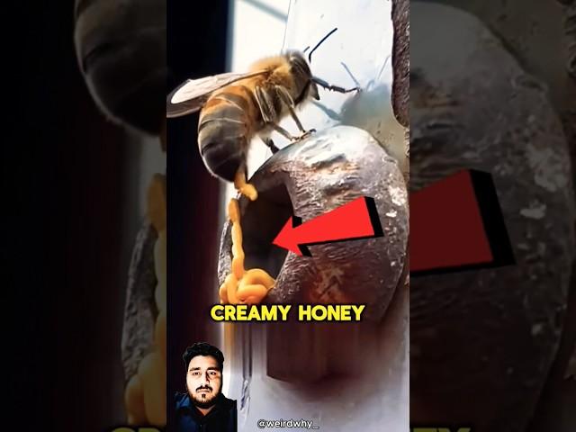 This Special Honey Is DANGEROUS  #viral #bee #shots