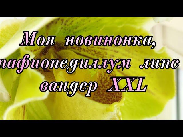 Моя новинка, пафиопедиллум липс вандер XXL#обзор#цветы#уход#орхидеи#цветоводство