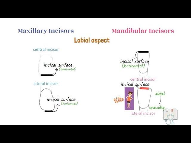 Differences between Maxillary Incisors & Mandibular Incisors