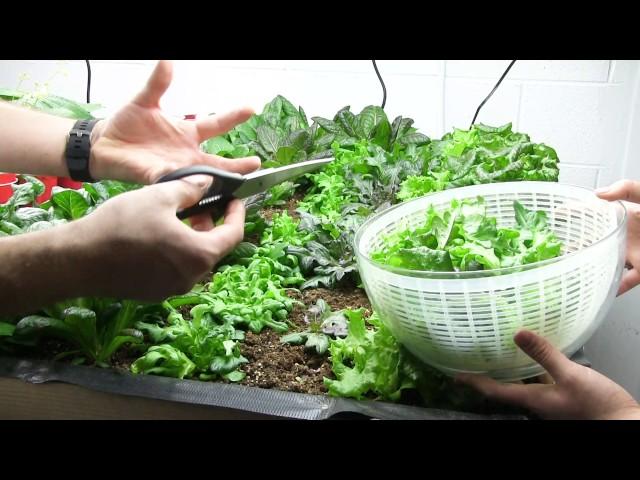 Large Harvest From the 100% Indoor Organic Garden