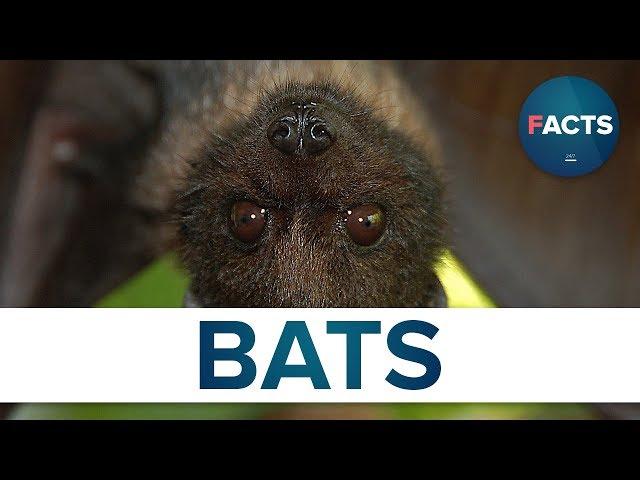 Top 10 Facts - Bats // topfact.net