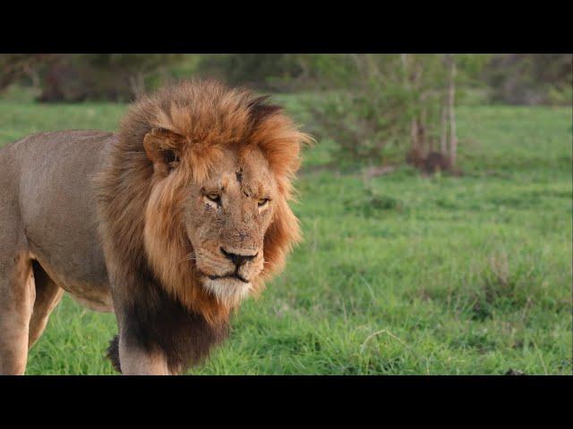 Male Lion on Epic Roaring Patrol (Mandevu)