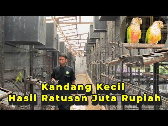 Melihat Penangkaran Burung Parrot Kecil, Burungnya Banyak Banget