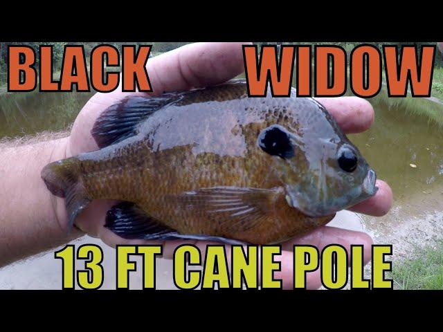 CANE POLE FISHING PANFISH 13FT BLACK WIDOW