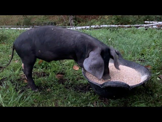 NUEVO MIEMBRO en la GRANJA - traemos un PORCO CELTA a nuestra VIDA de CAMPO y AUTOSUFICIENCIA