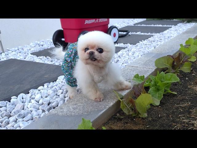 Pongki's Dream Come True! A Cucumber Bigger Than Pongki!