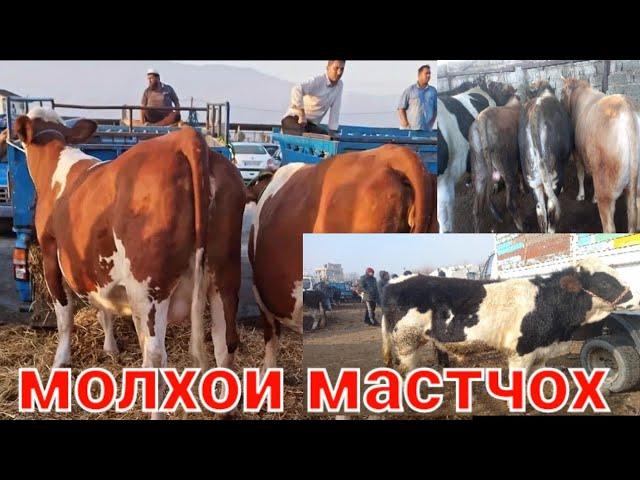 Молхои мастчох молбозори Худжанд 28 января 2024 г.бозори хучанд