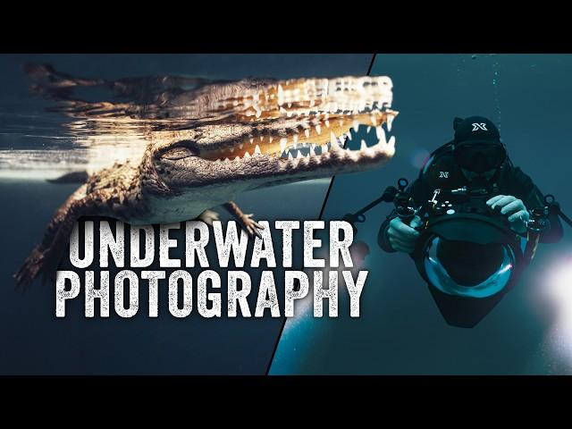 Underwater Photography w/ Mick Friis | Wild Talk #1