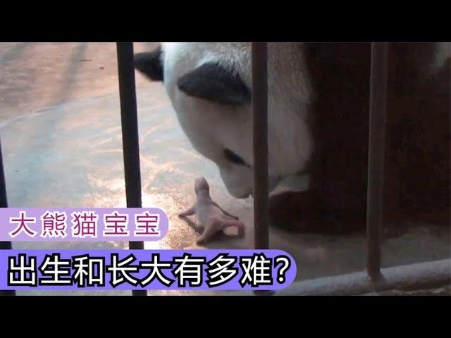 每只大熊猫宝宝，想要出生和长大有多难，大熊猫宝宝成长记