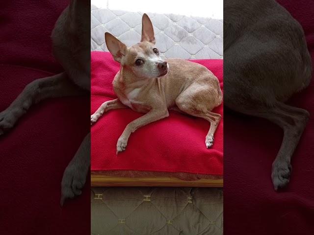 Собака наполняет нашу жизнь особым смыслом.️#суперсобака #позитив #dog