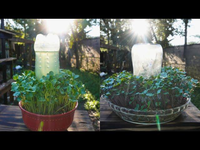 The Easiest Way to Grow Your Own Food!