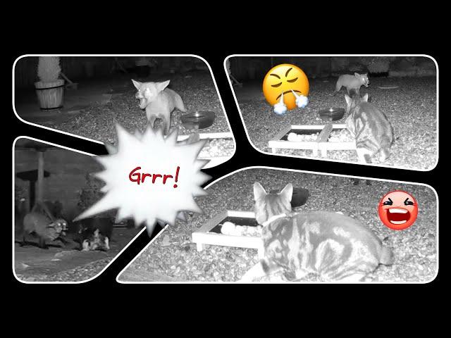 Standoff! Pippin the cat versus one of the foxes.  Volume ⬆️ and enjoy cat v fox in the garden