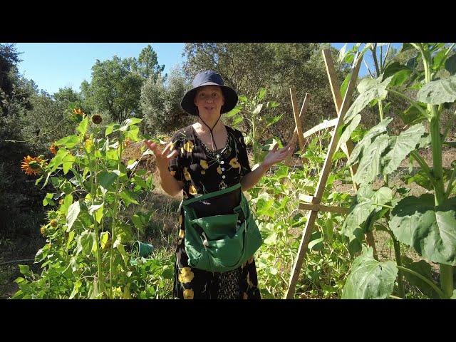 When things are going well (and some not so well) - Garden tour July 2024 in Central Portugal