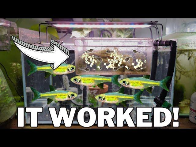 How I Bred 100's of NEON Green Rasboras - Kubotai Rasbora Care & Breeding