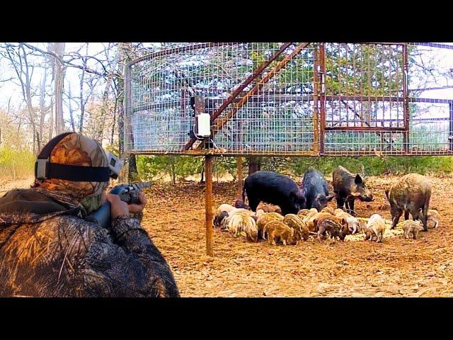 How American Hunters and Farmers Developed a Crazy Trapping System to Catch Invasive Wild Boars!
