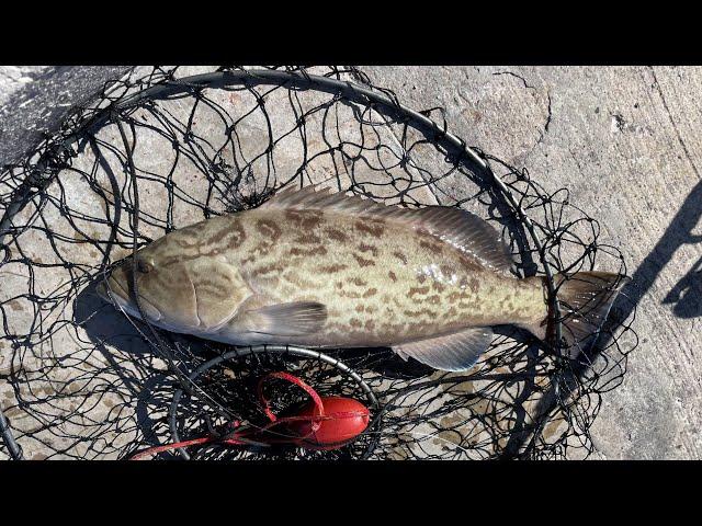 skyway fishing pier, homeboy tried to poach my grouper