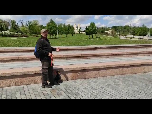Школа Кинологии