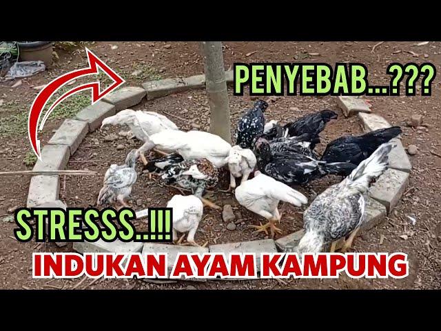 Penyebab Indukan Ayam Stress tidak mau angkrem dan gelisah