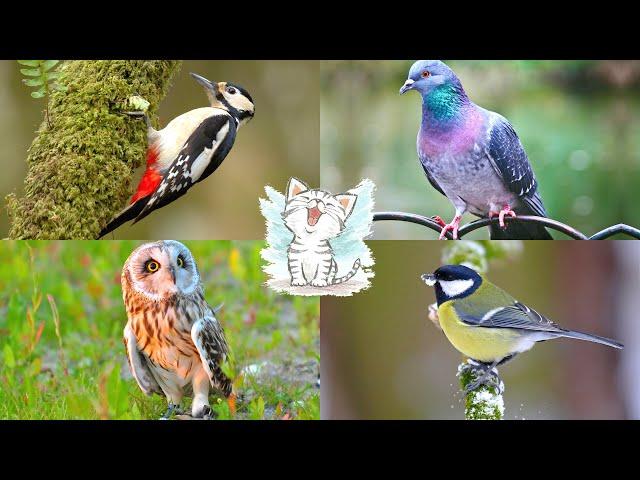 Изучаем птиц для детей. Обучающее видео с голосами птиц