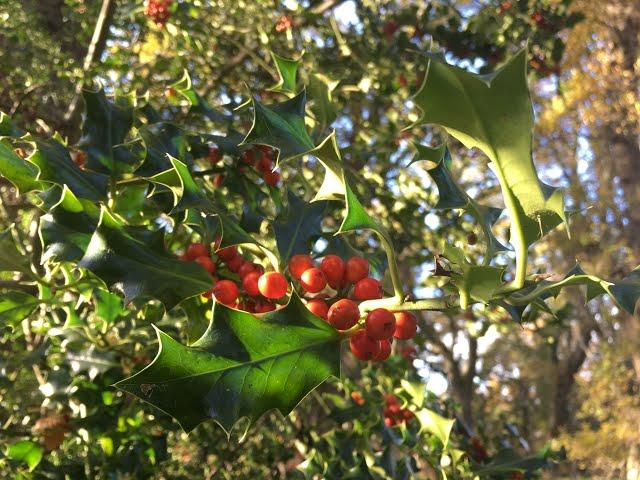 Holly (Ilex aquifolium)