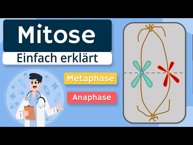 Mitose - Grundlagen und Phasen erklärt