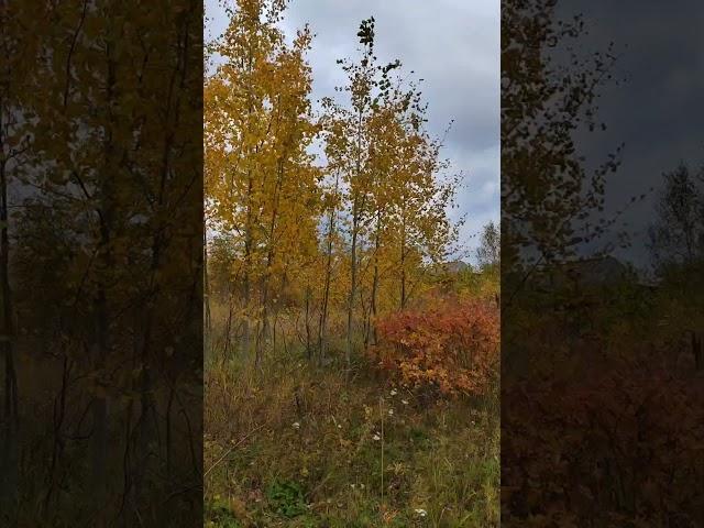 Прогулки по Николаевску на Амуре. #осень2024 #music #жизньвглубинке #хит #музыка #топ #nature